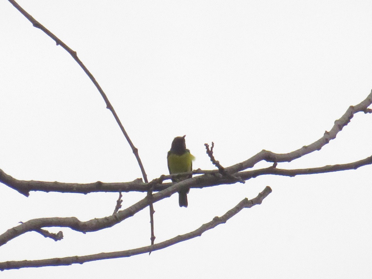 Brown-throated Sunbird - ML647817764