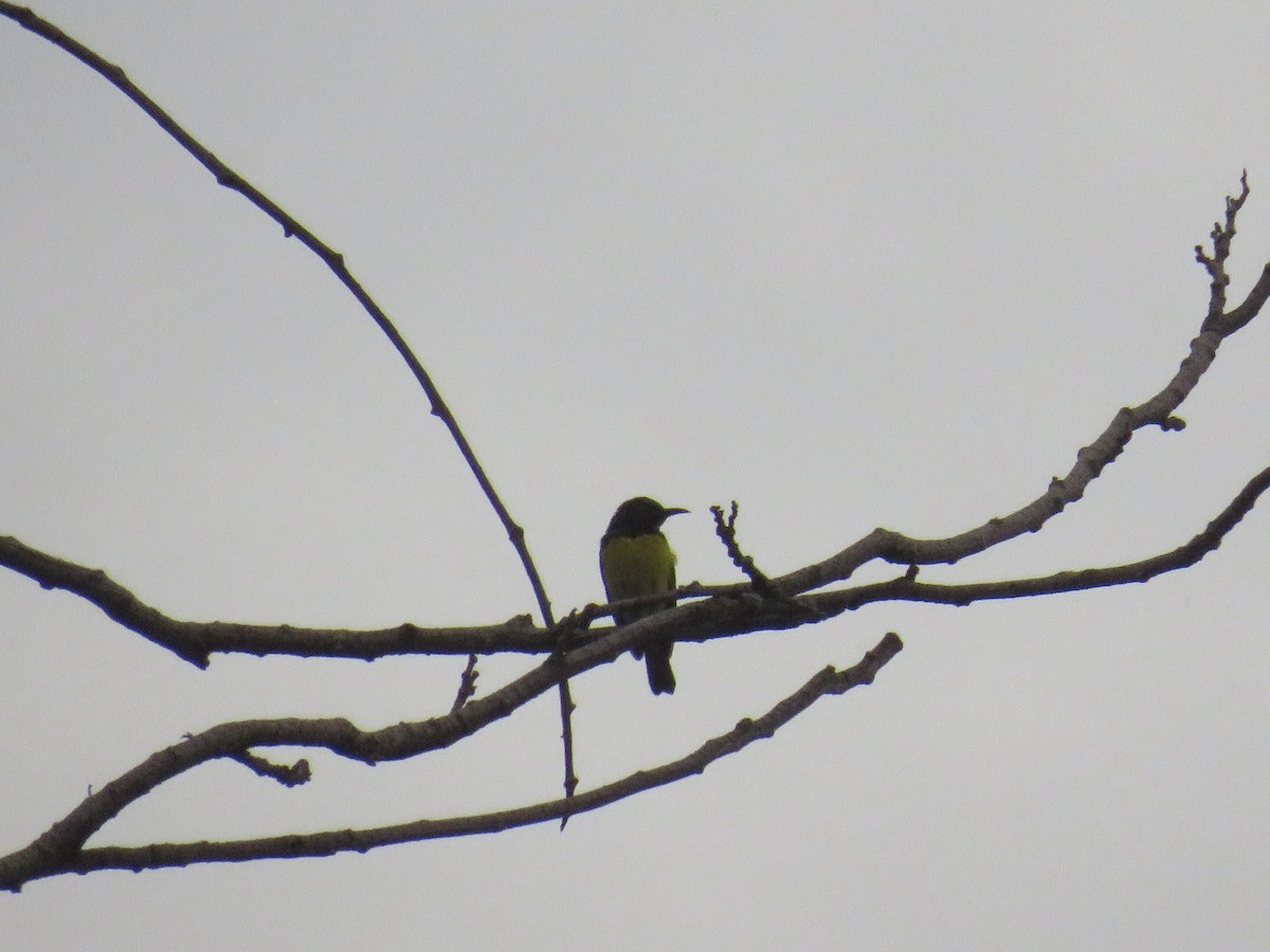 Brown-throated Sunbird - ML647817765