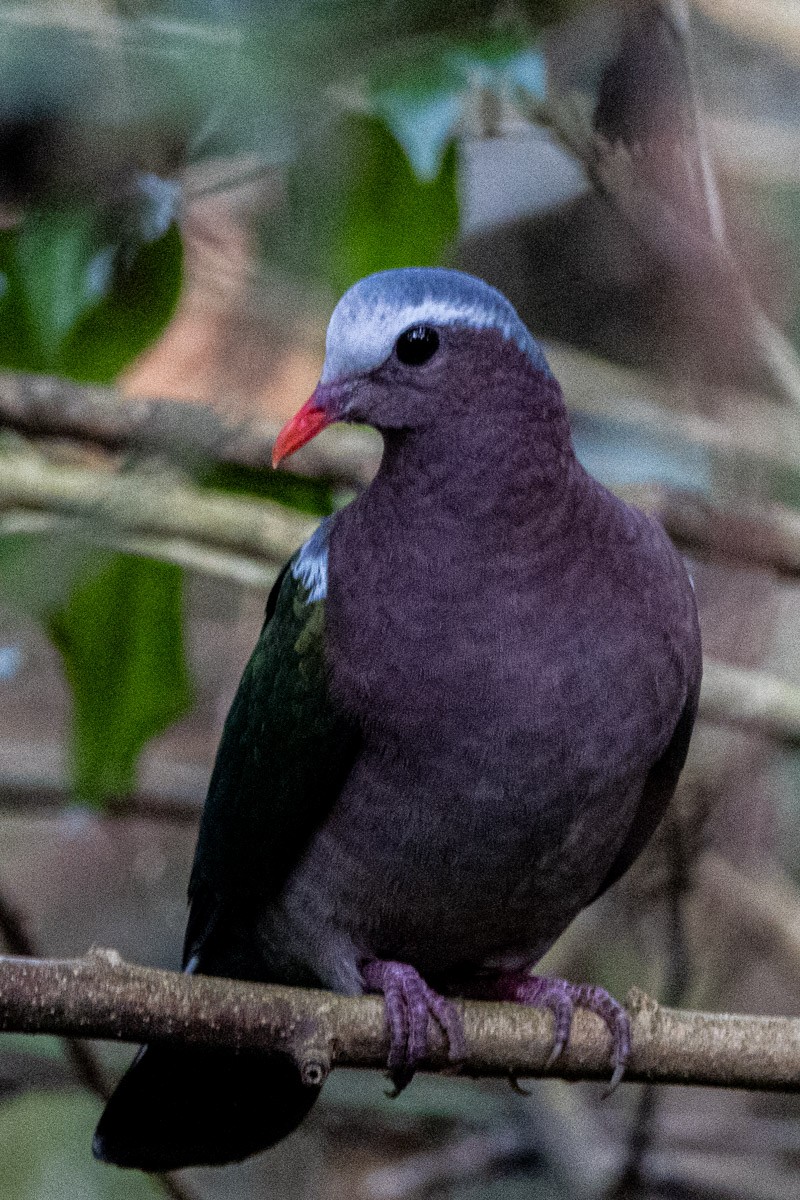 翠翼鳩 - ML647817766