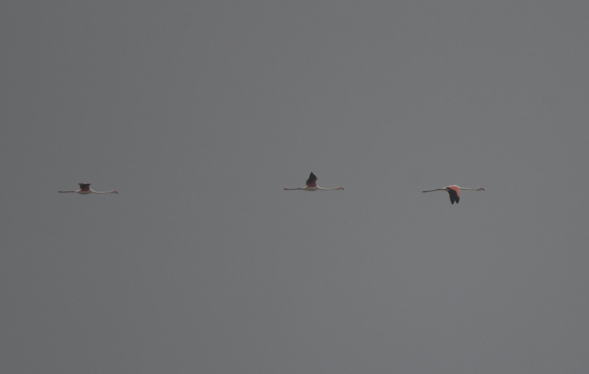 大紅鸛 - ML647817768