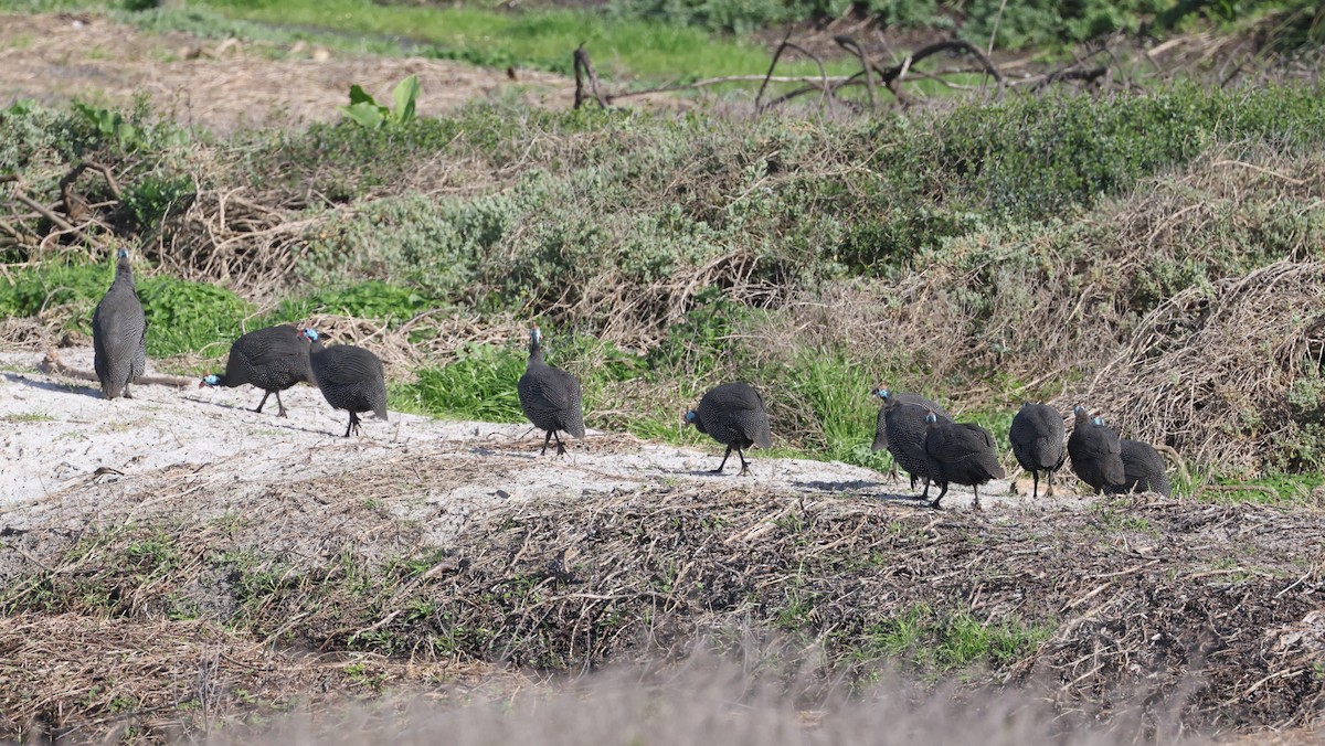 普通珠雞 - ML647817769