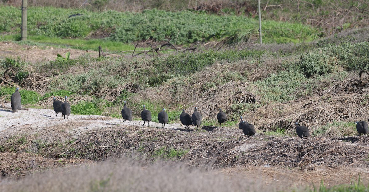 普通珠雞 - ML647817770