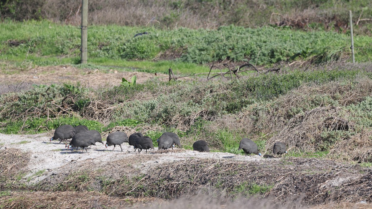 普通珠雞 - ML647817771