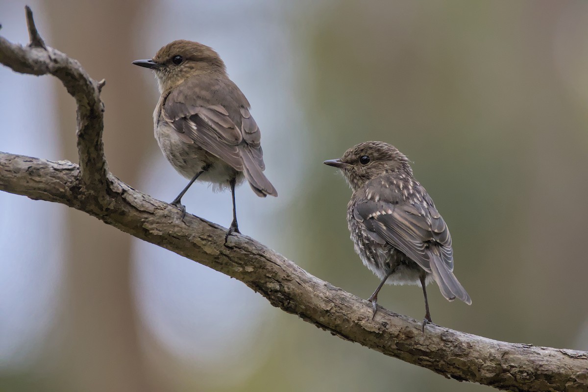 Tasmanya Bülbülü - ML647817772