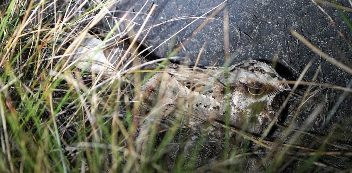 White-winged Nightjar - ML647817773