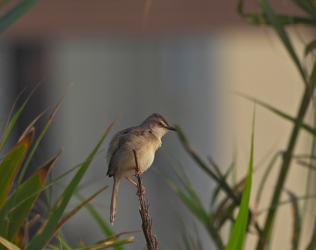 Prinia Sencilla - ML647817785
