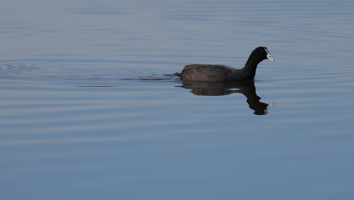 Tepeli Meke - ML647817791