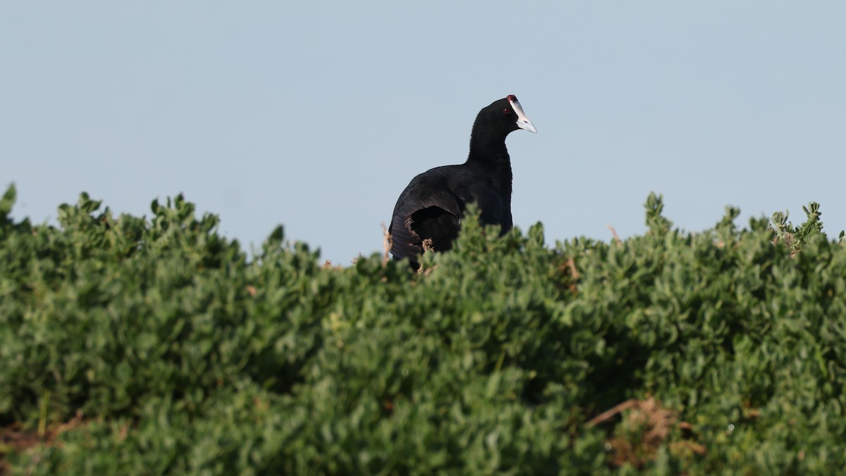 Tepeli Meke - ML647817794