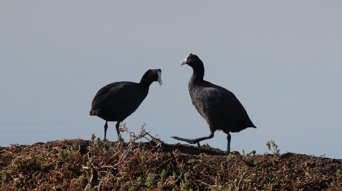 Tepeli Meke - ML647817796