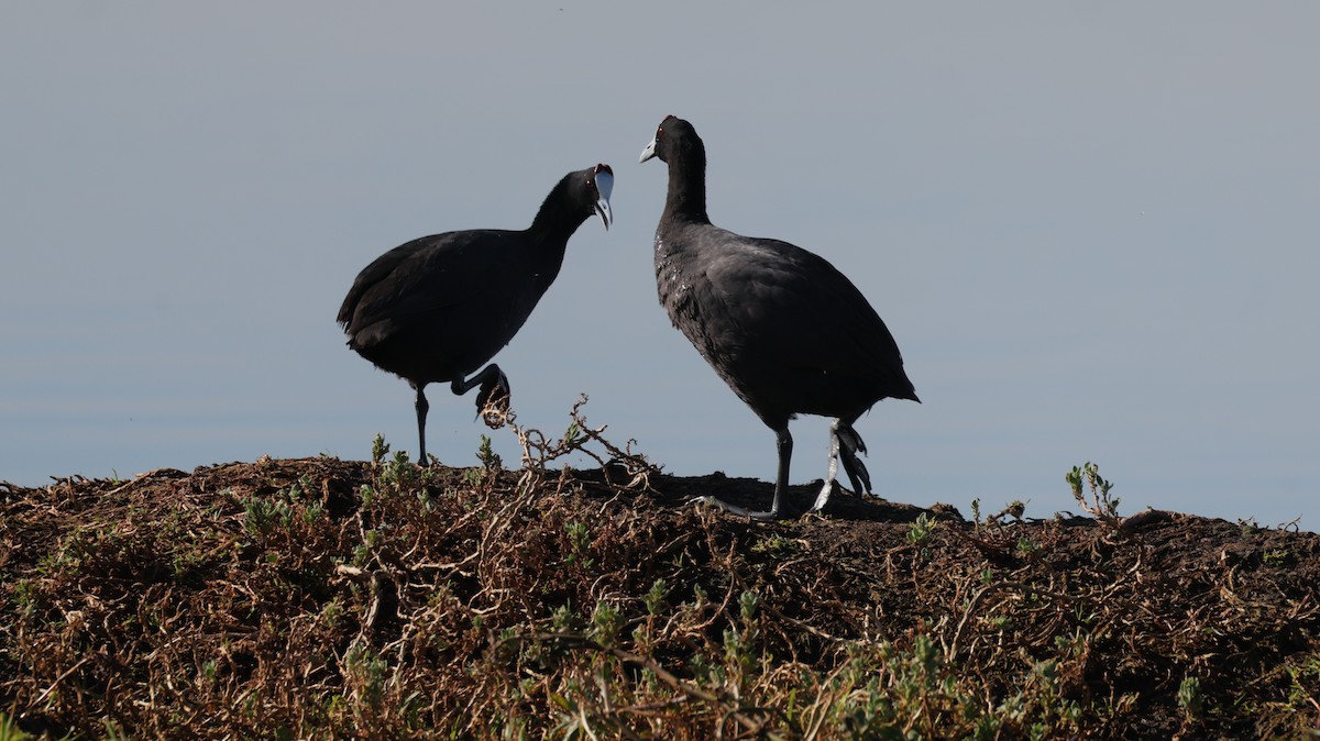 Tepeli Meke - ML647817798