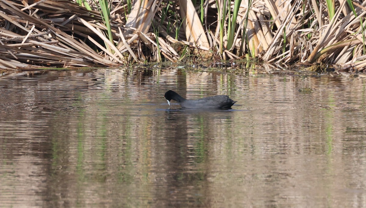 Tepeli Meke - ML647817799