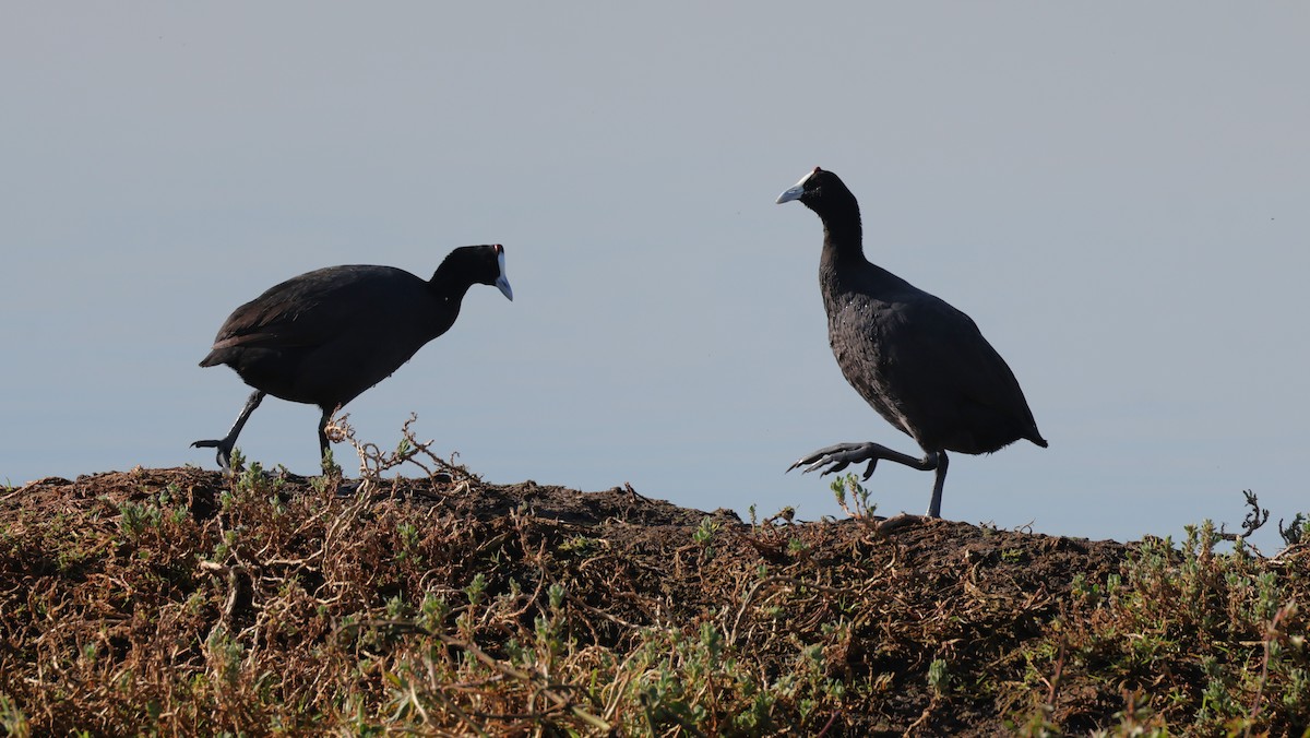 Tepeli Meke - ML647817800