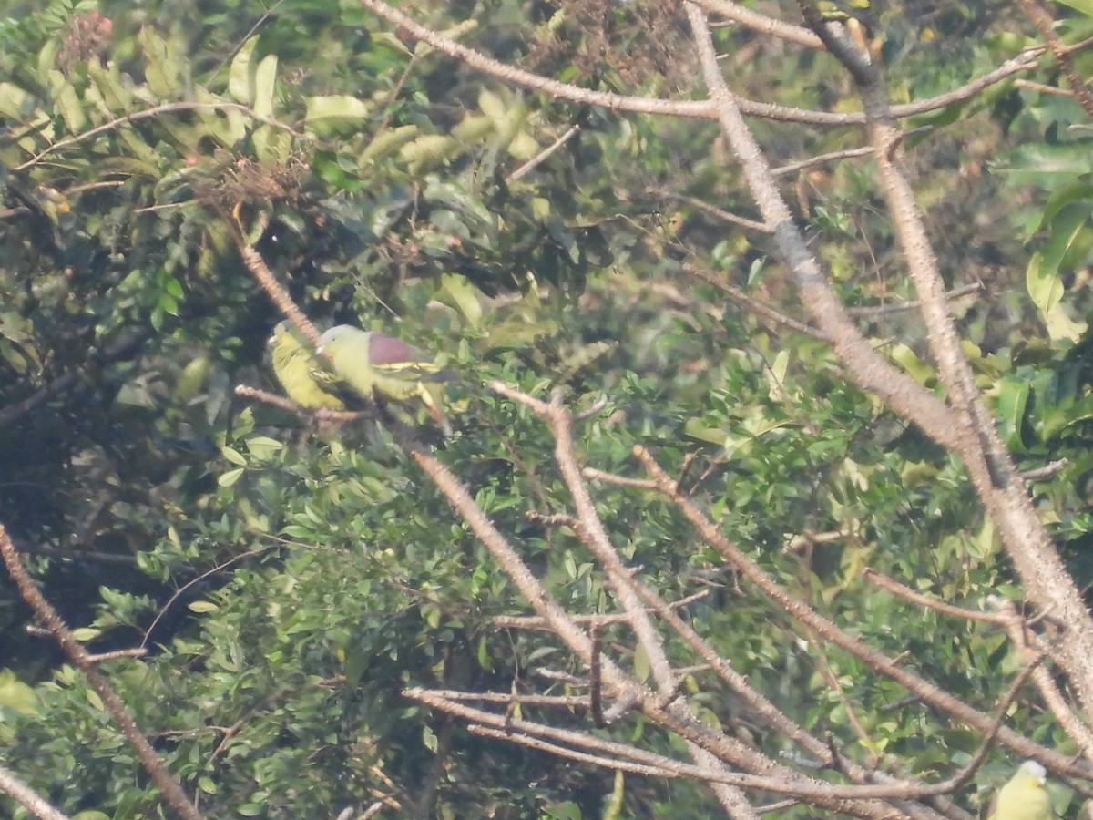 Hint Yeşil Güvercini - ML647817801