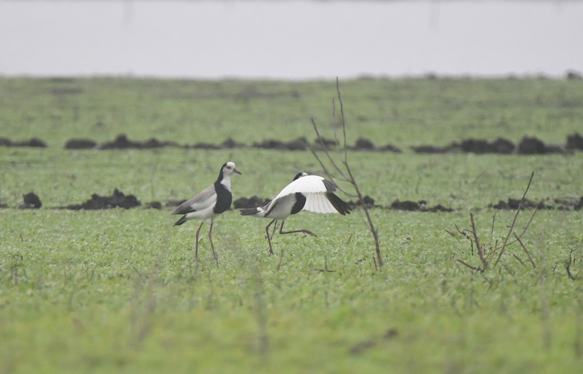 Uzun Parmaklı Kızkuşu - ML647817802