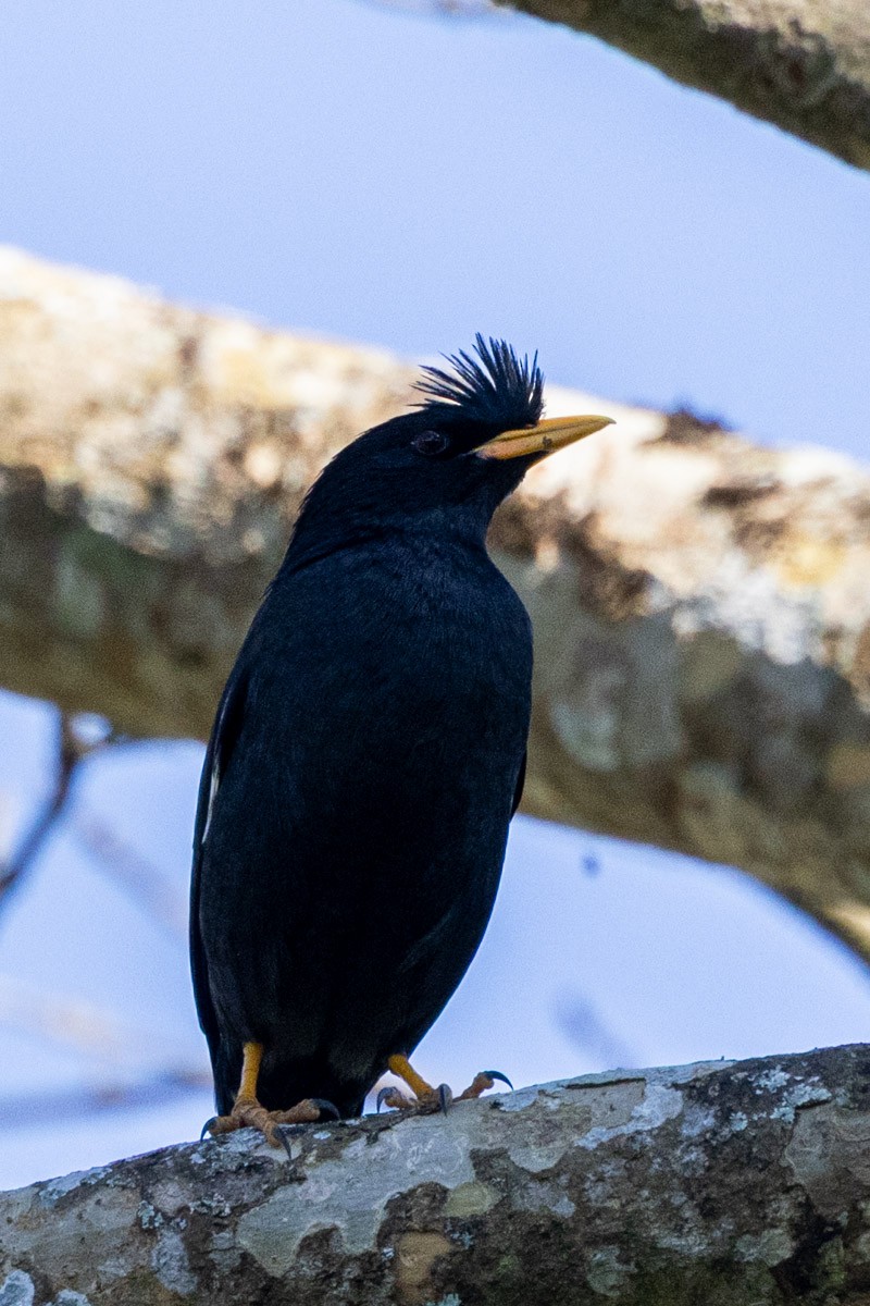 Büyük Çiğdeci - ML647817803