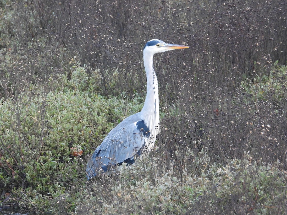 Gri Balıkçıl - ML647817804