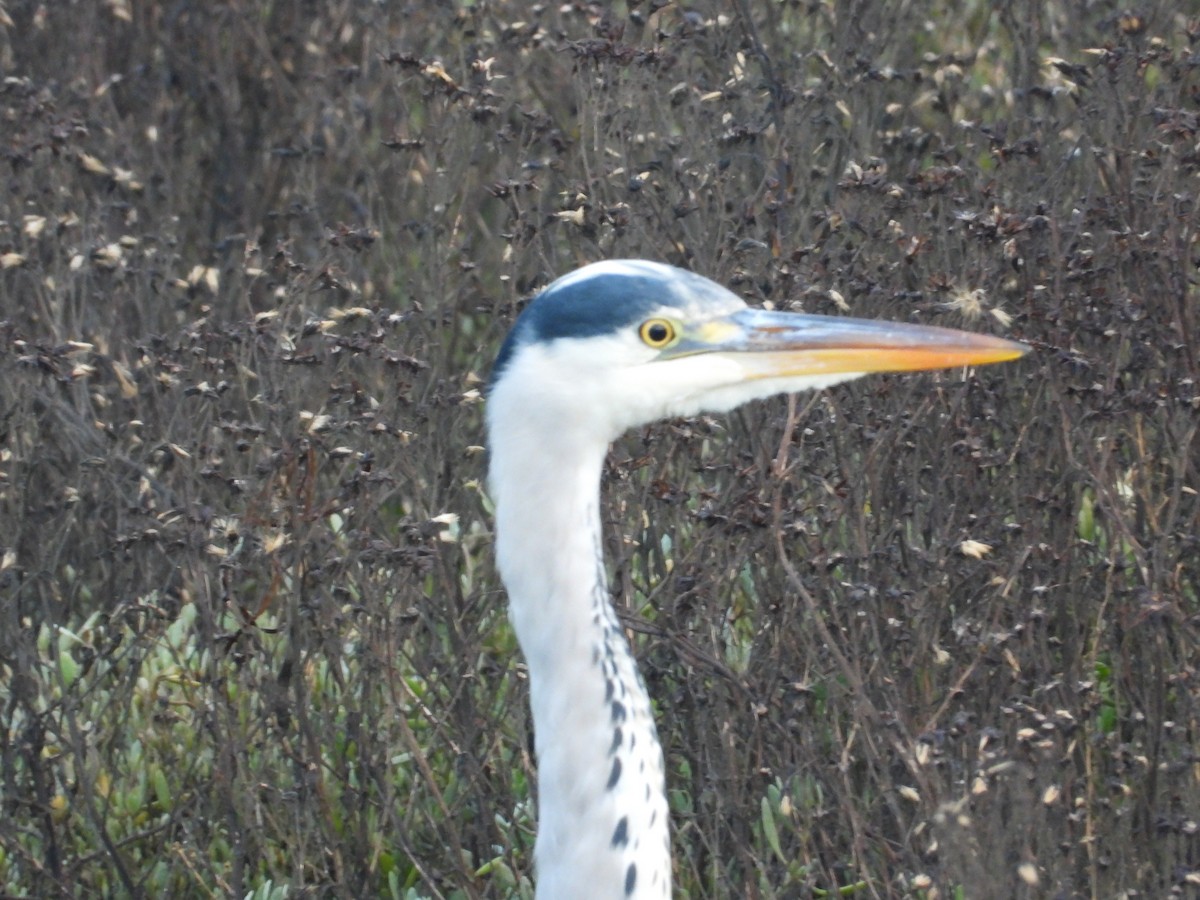 Gri Balıkçıl - ML647817805