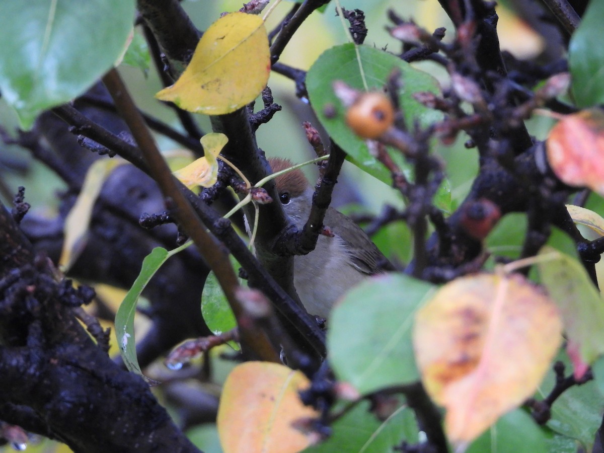 Kara Başlı Ötleğen - ML647817808