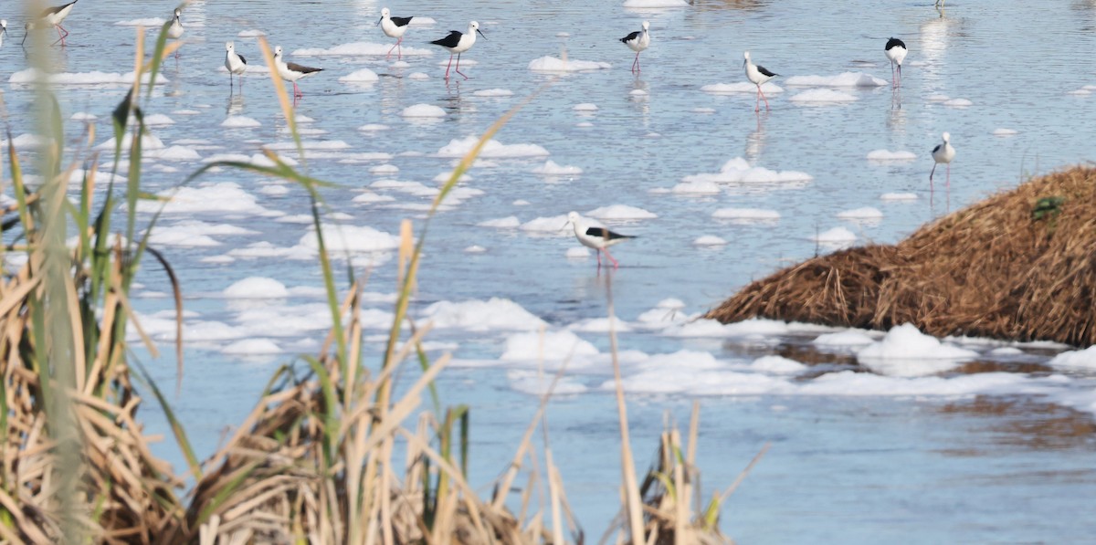 Uzunbacak - ML647817810