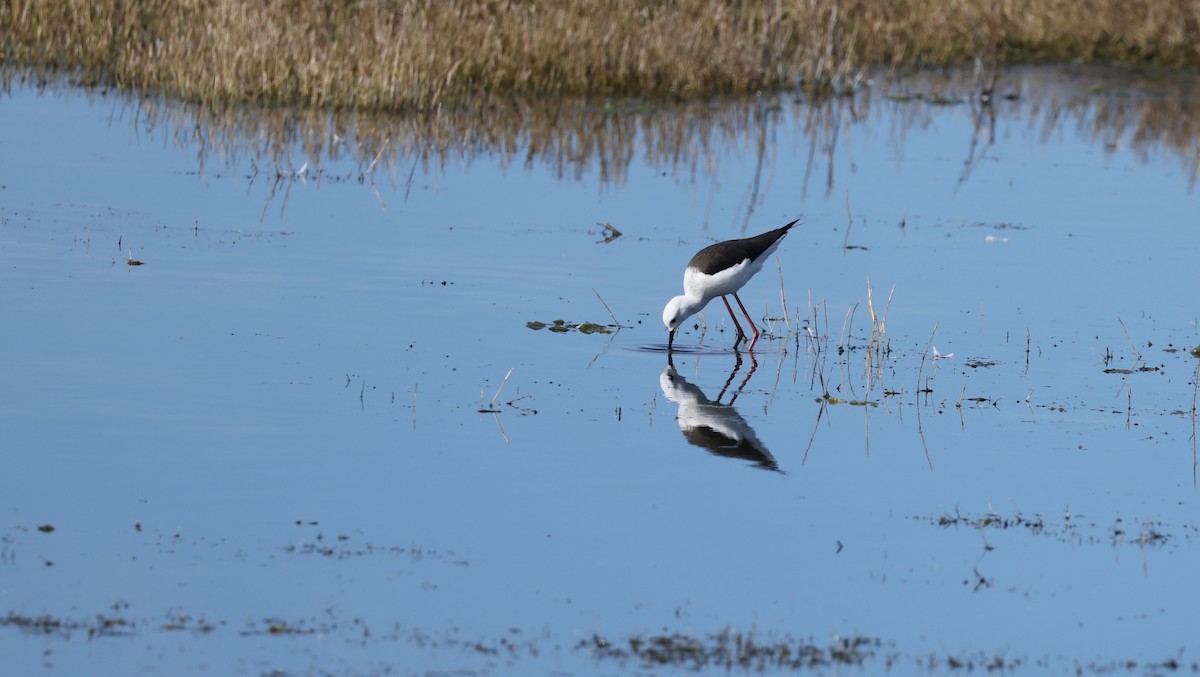 Uzunbacak - ML647817812