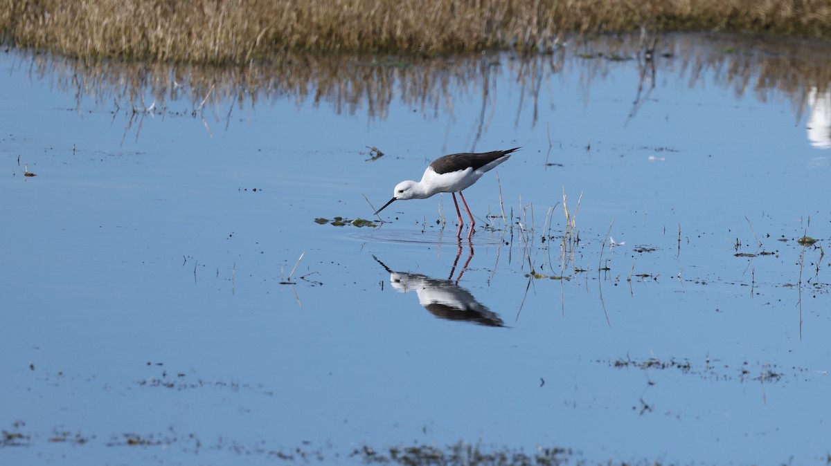 Uzunbacak - ML647817813