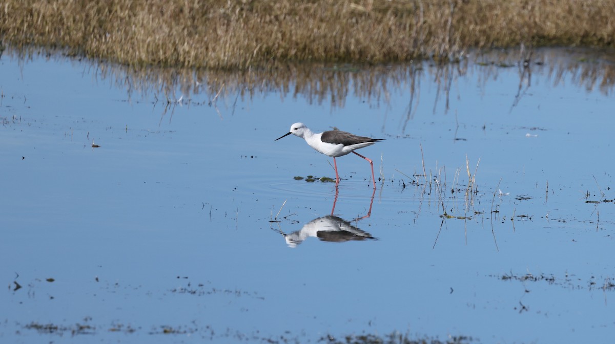 Uzunbacak - ML647817814