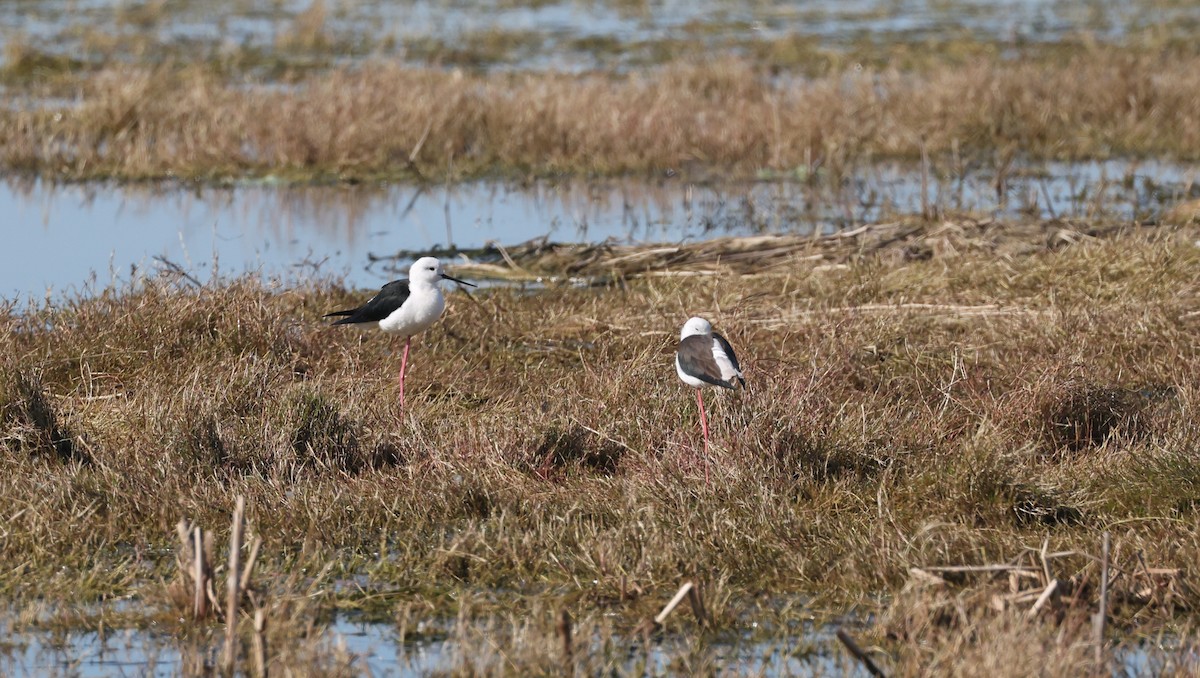 Uzunbacak - ML647817815