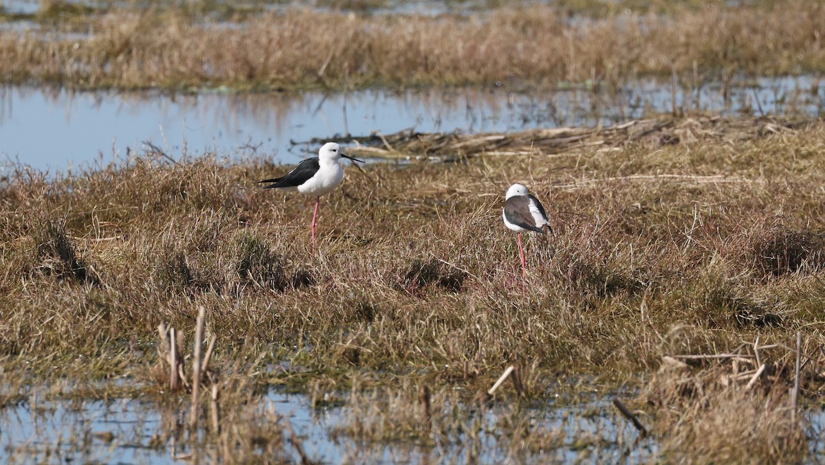 Uzunbacak - ML647817816