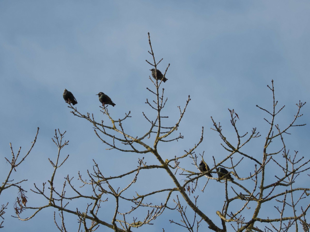 Sığırcık - ML647817821