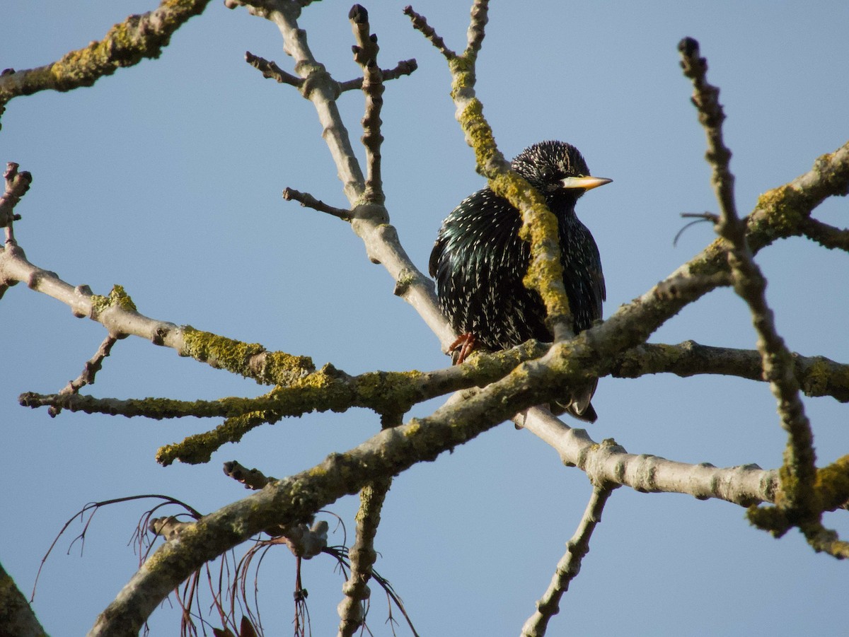 Sığırcık - ML647817822