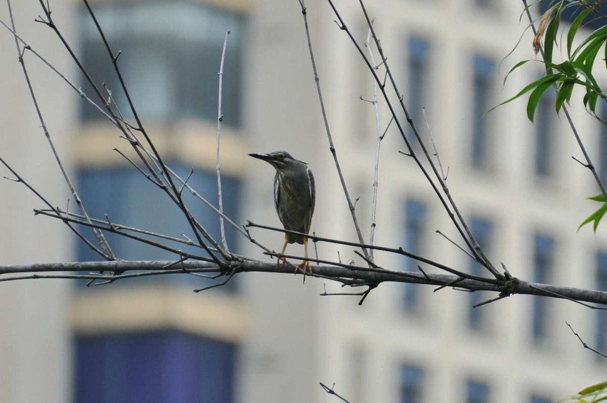 Yeşil Sırtlı Balıkçıl - ML647817823