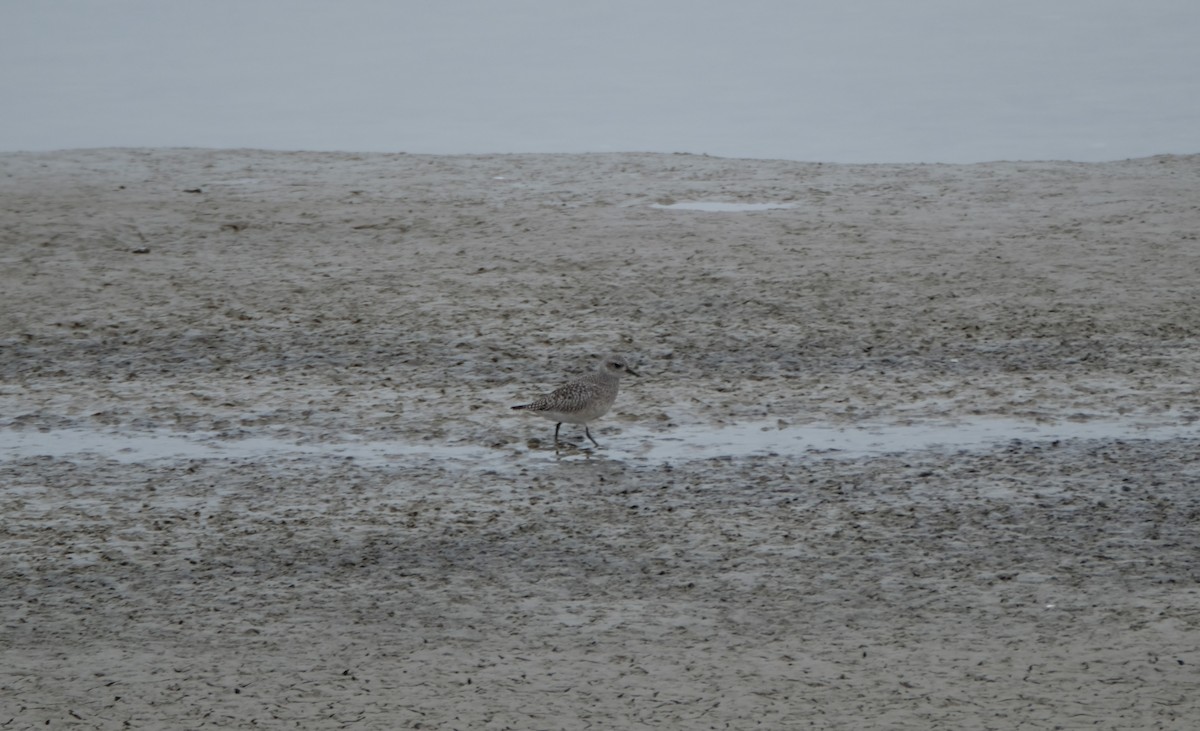 Chorlito Gris - ML647817839