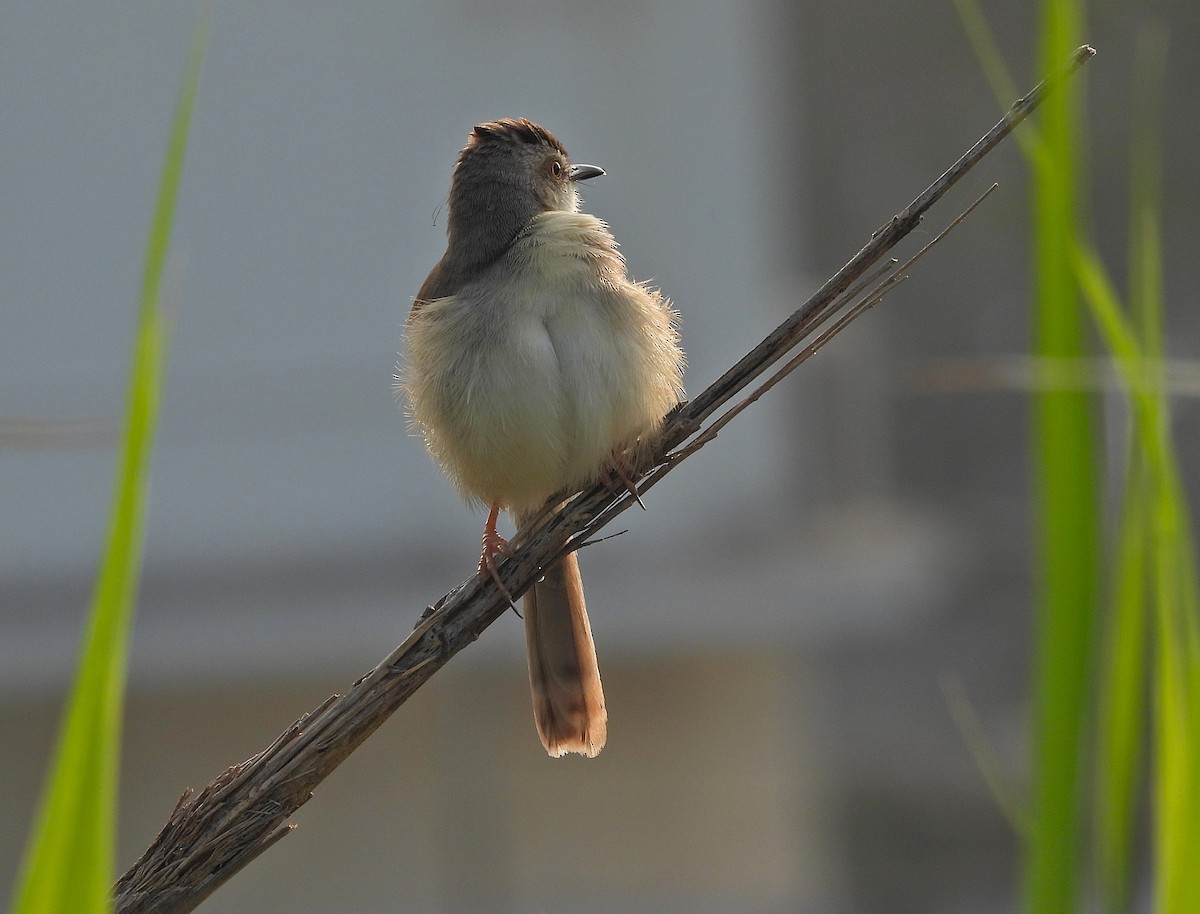 Prinia Sencilla - ML647817842