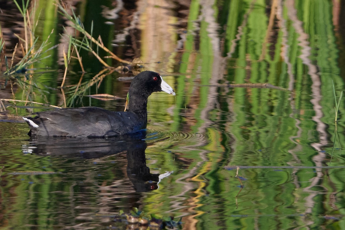 אגמית אמריקנית - ML647817856