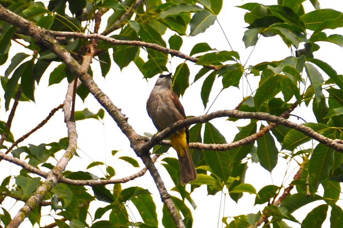 Yellow-vented Bulbul - ML647817863