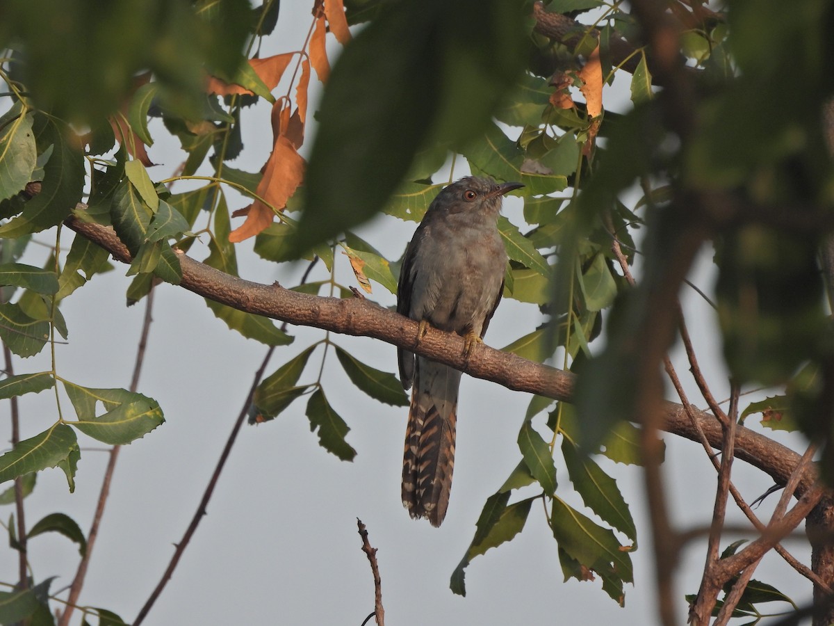 Gray-bellied Cuckoo - ML647817880