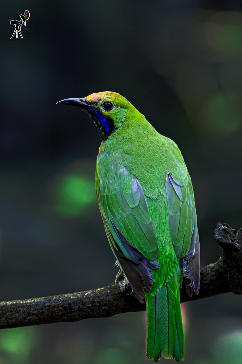 Golden-fronted Leafbird - ML647817881