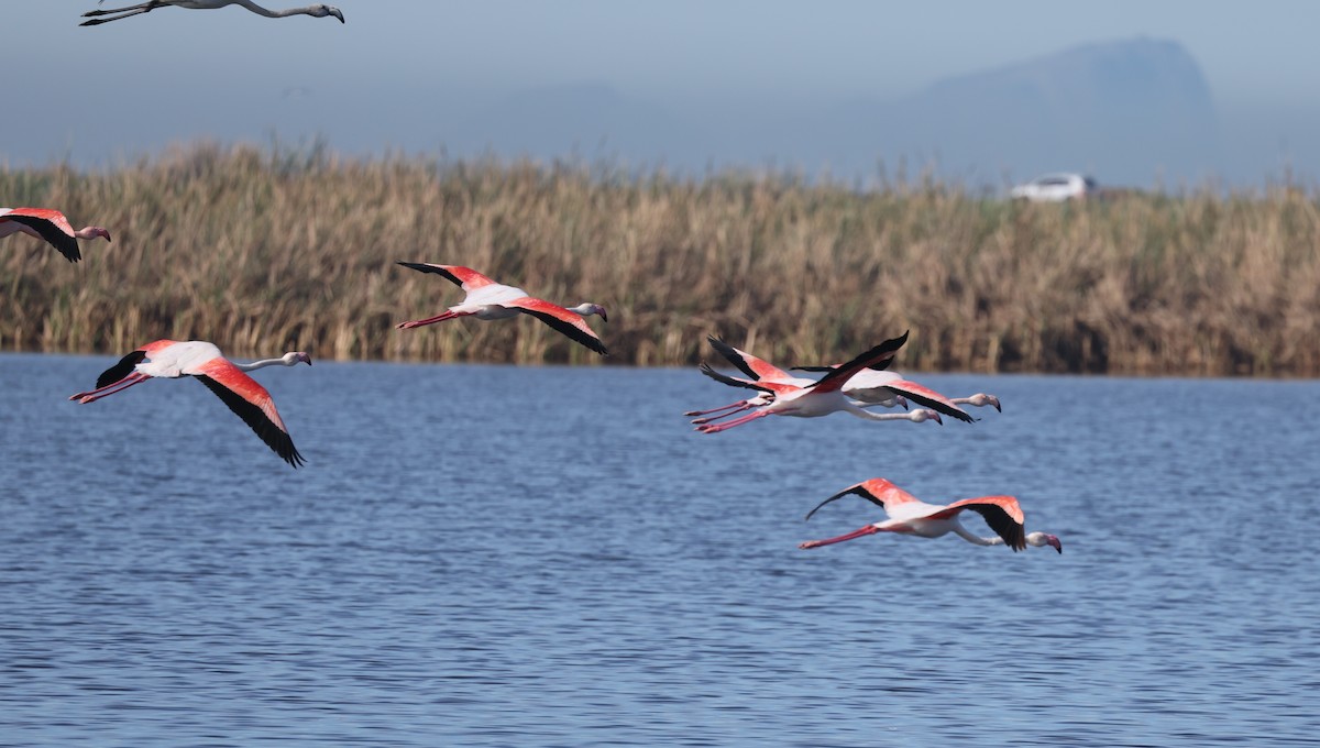 ヨーロッパフラミンゴ - ML647817897