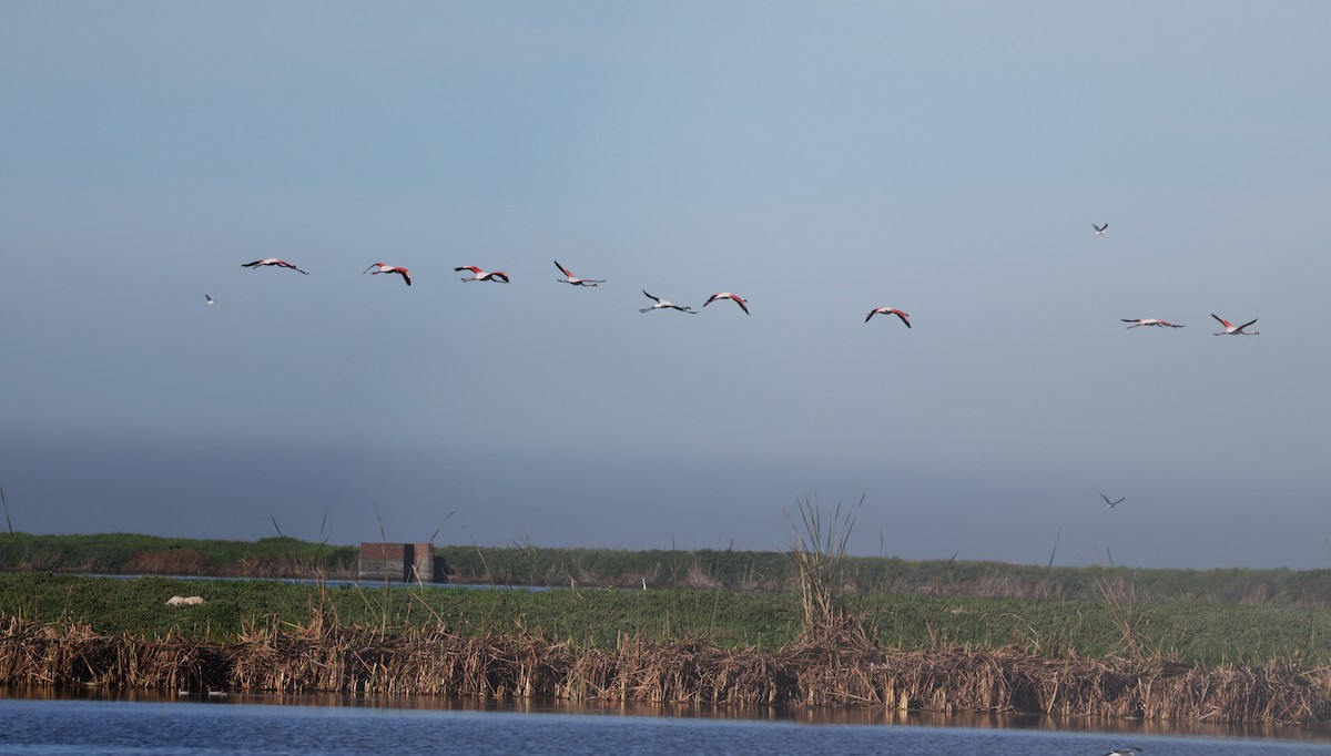 ヨーロッパフラミンゴ - ML647817898