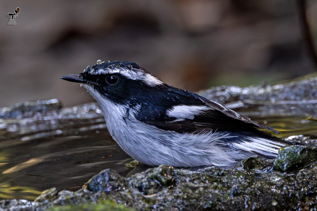 ハジロマユヒタキ - ML647817906