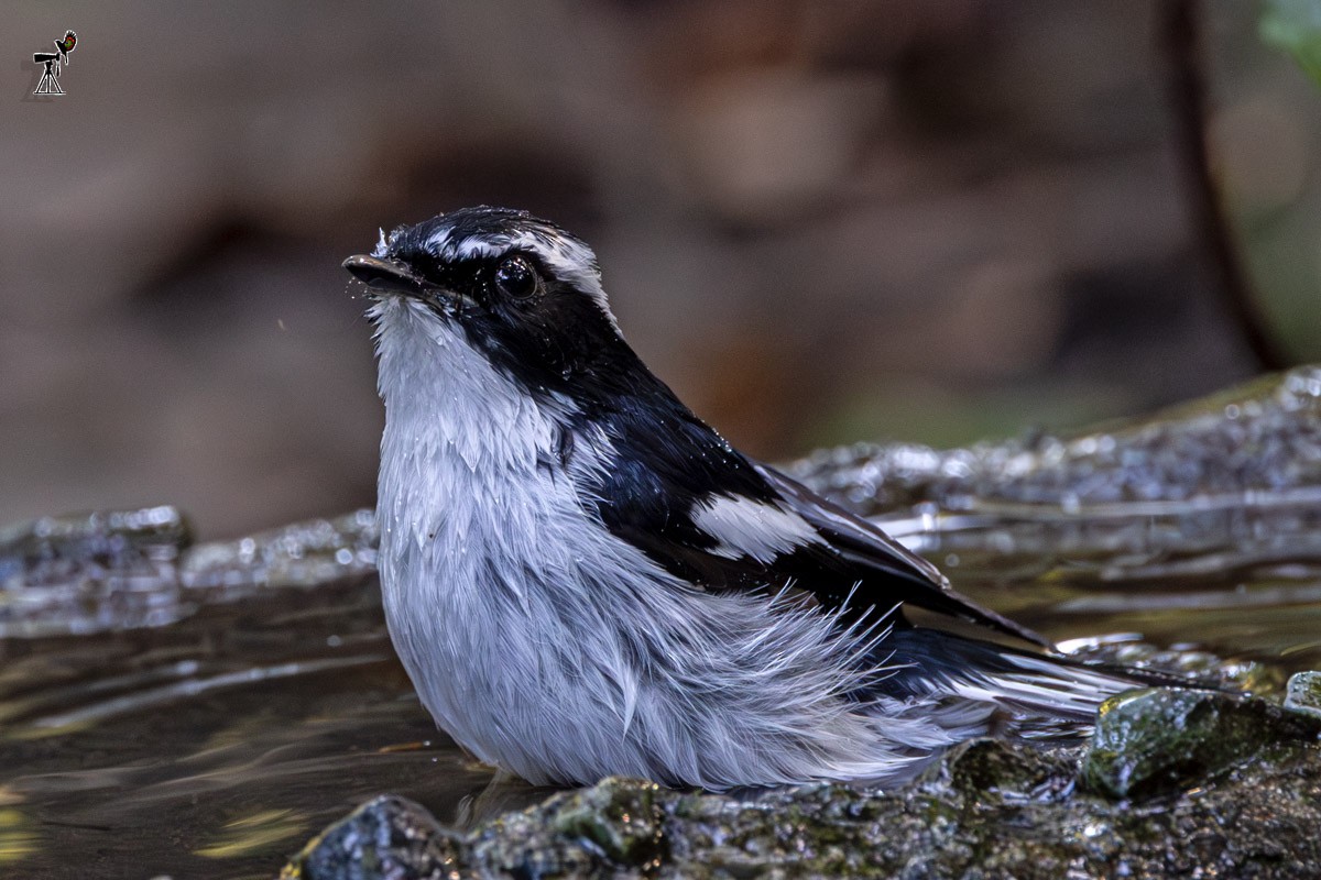 ハジロマユヒタキ - ML647817907