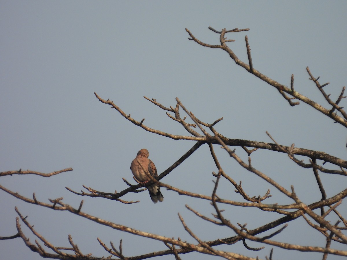 キジバト - ML647817908