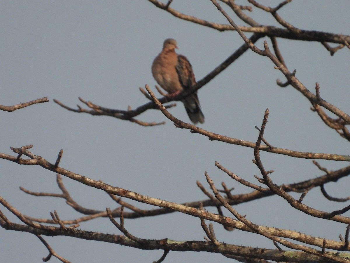 キジバト - ML647817909