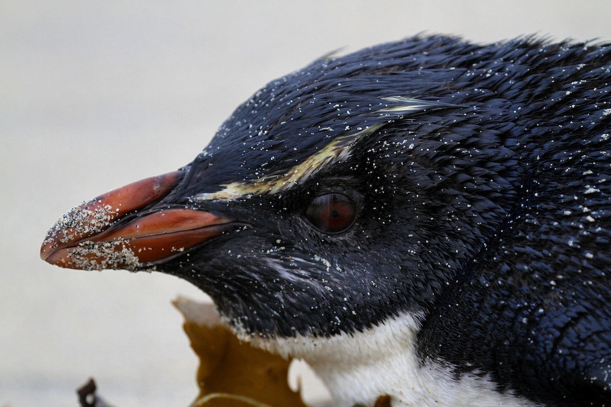 Fiordland Penguin - Gus Daly