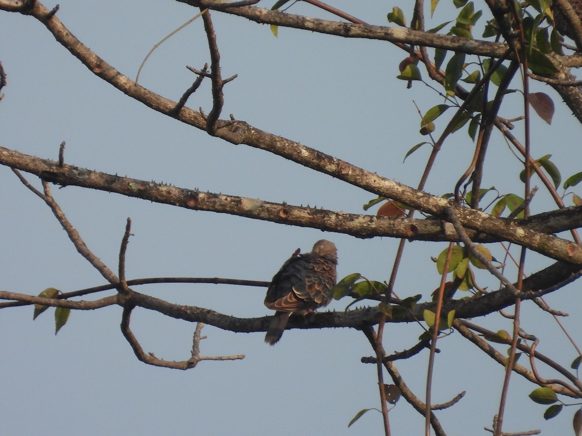 キジバト - ML647817910