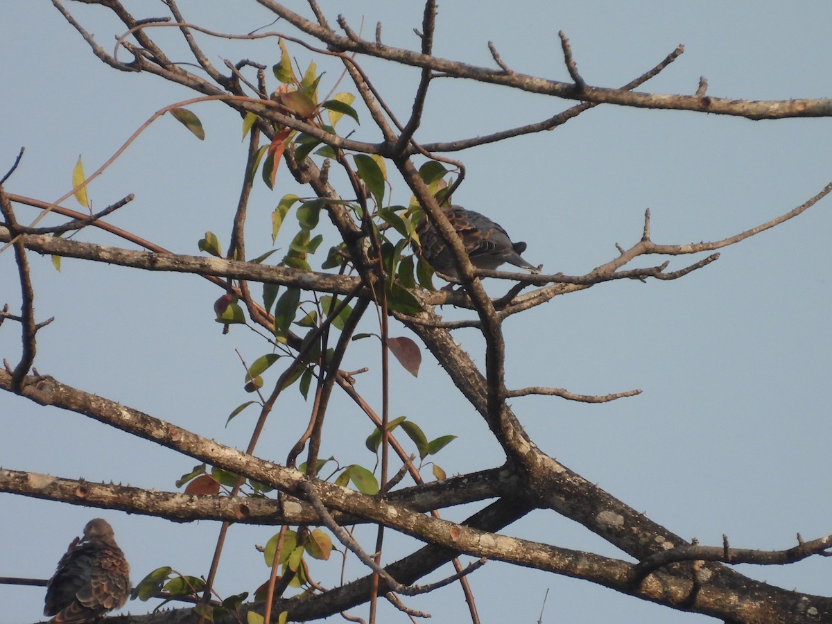 キジバト - ML647817911