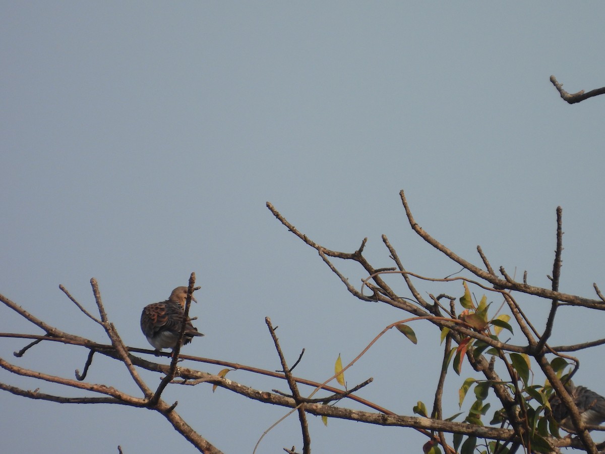 キジバト - ML647817912