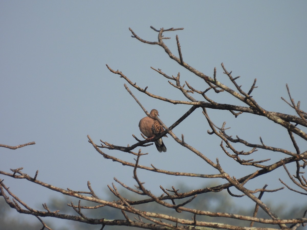 キジバト - ML647817913