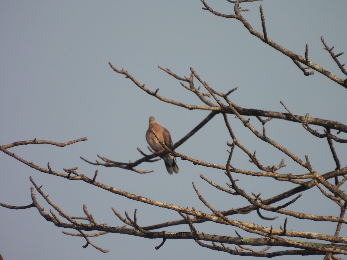 キジバト - ML647817914