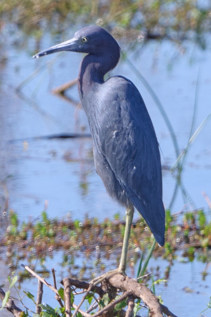 ヒメアカクロサギ - ML647817916